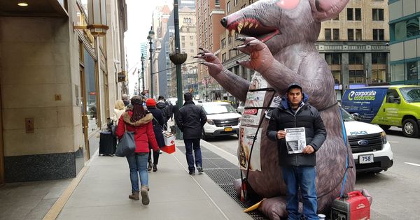 Foto: El trabajador ecuatoriano del sindicato Local 78, Kleber Peralta, posa junto a una rata inflable de entre tres y cuatro metros, en una calle de Nueva York. (EFE)
