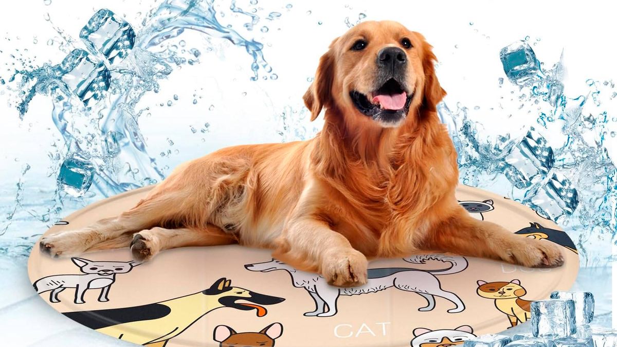 Camas frescas para mascotas: asegura su confort en los días calurosos y haz que se sienta mimado