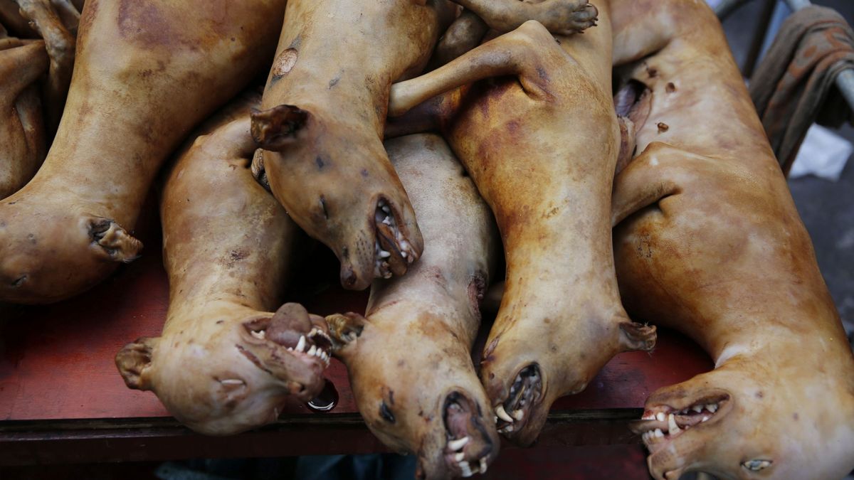 Así es el polémico festival de carne de perro de China: una costumbre que no se prohíbe