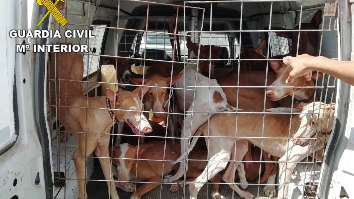 Denunciados por transportar a 14 perros hacinados, algunos sin chip ni cartilla