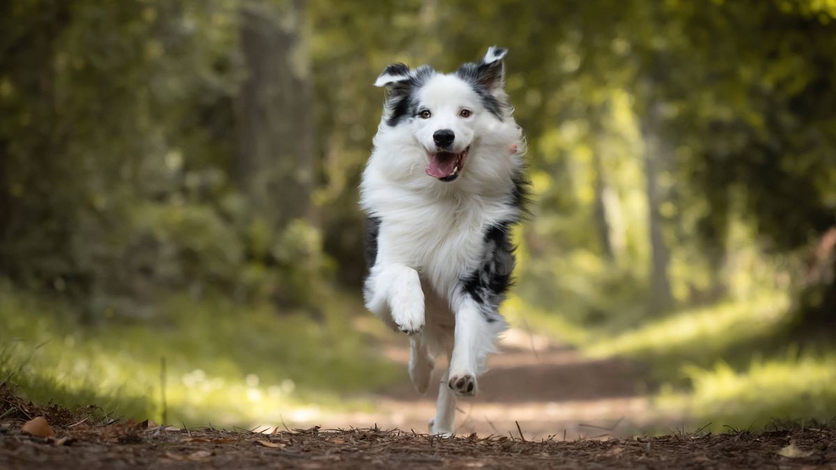 Por qué los perros y los gatos a veces corren 'como locos' sin razón aparente