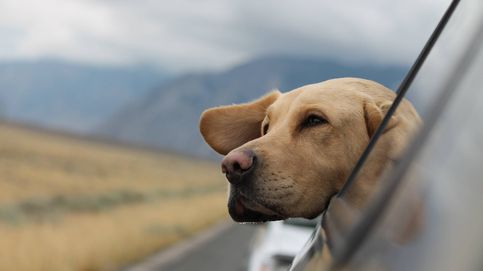  La Ley de Protección Animal no multará por dejar en su interior a tu mascota en este tipo de vehículos 
