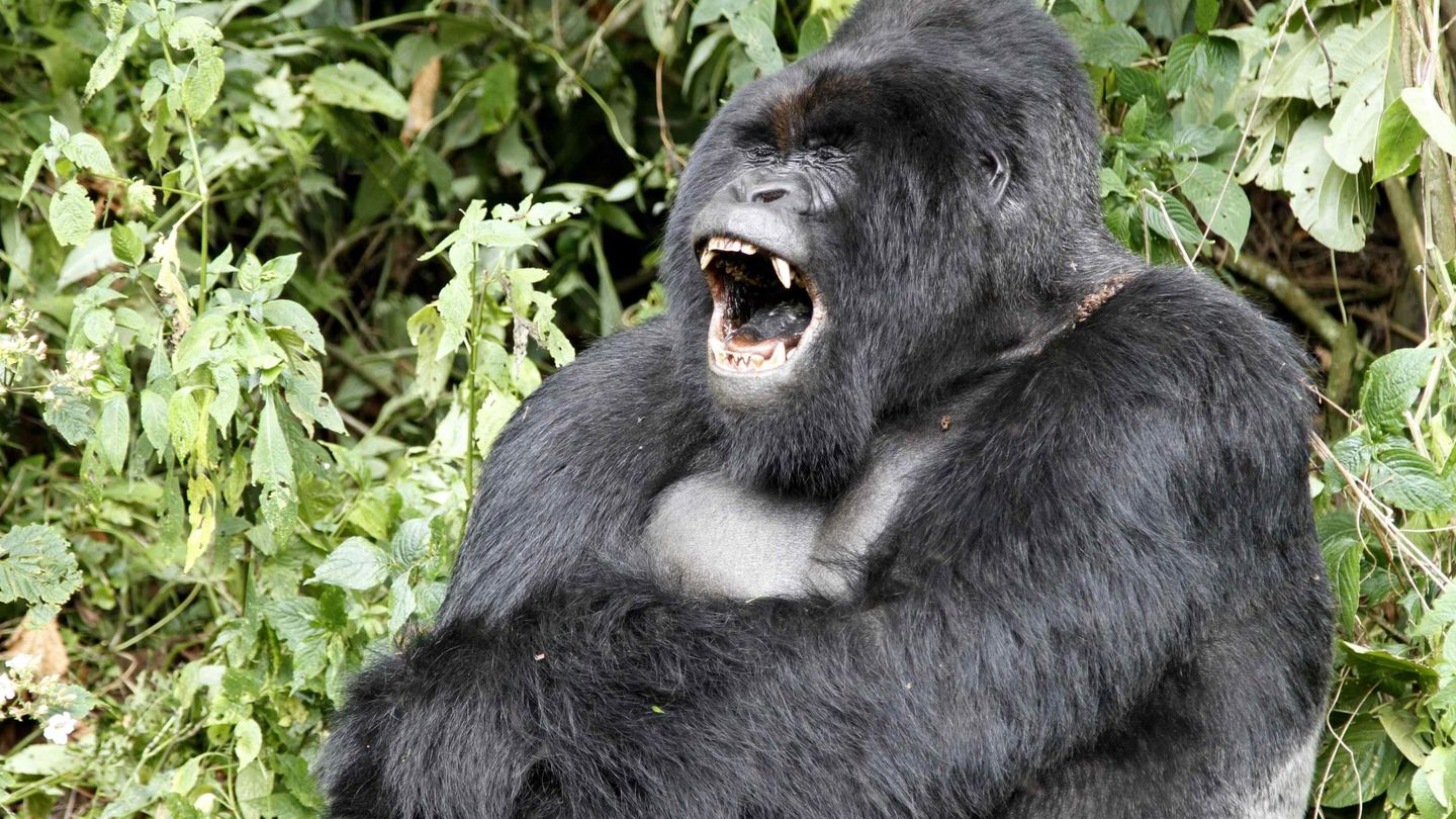 Un gorila de espalda plateada como este es contra el que Tyson quiso pelear. (Reuters)