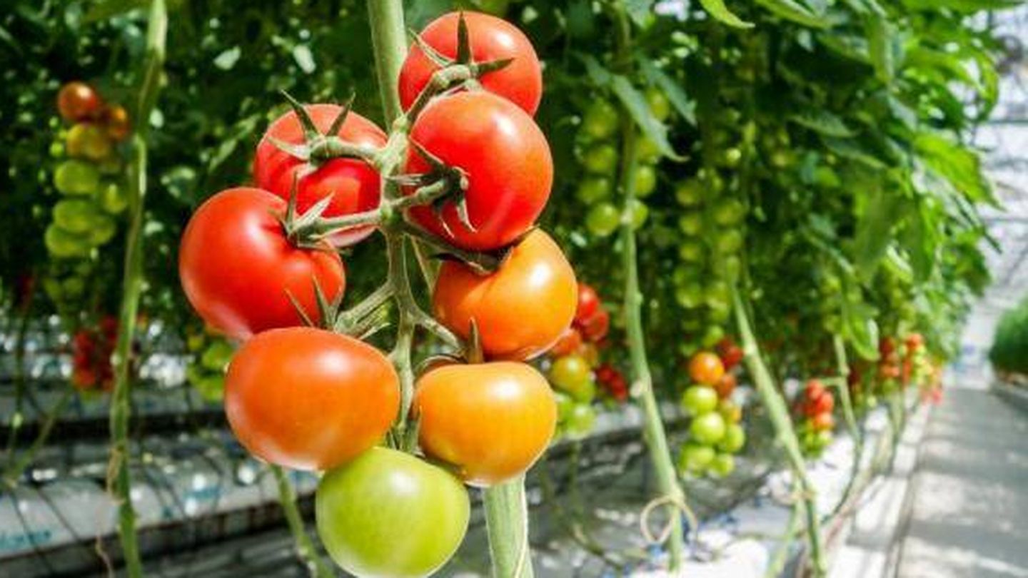 Tomates cultivados en invernadero.