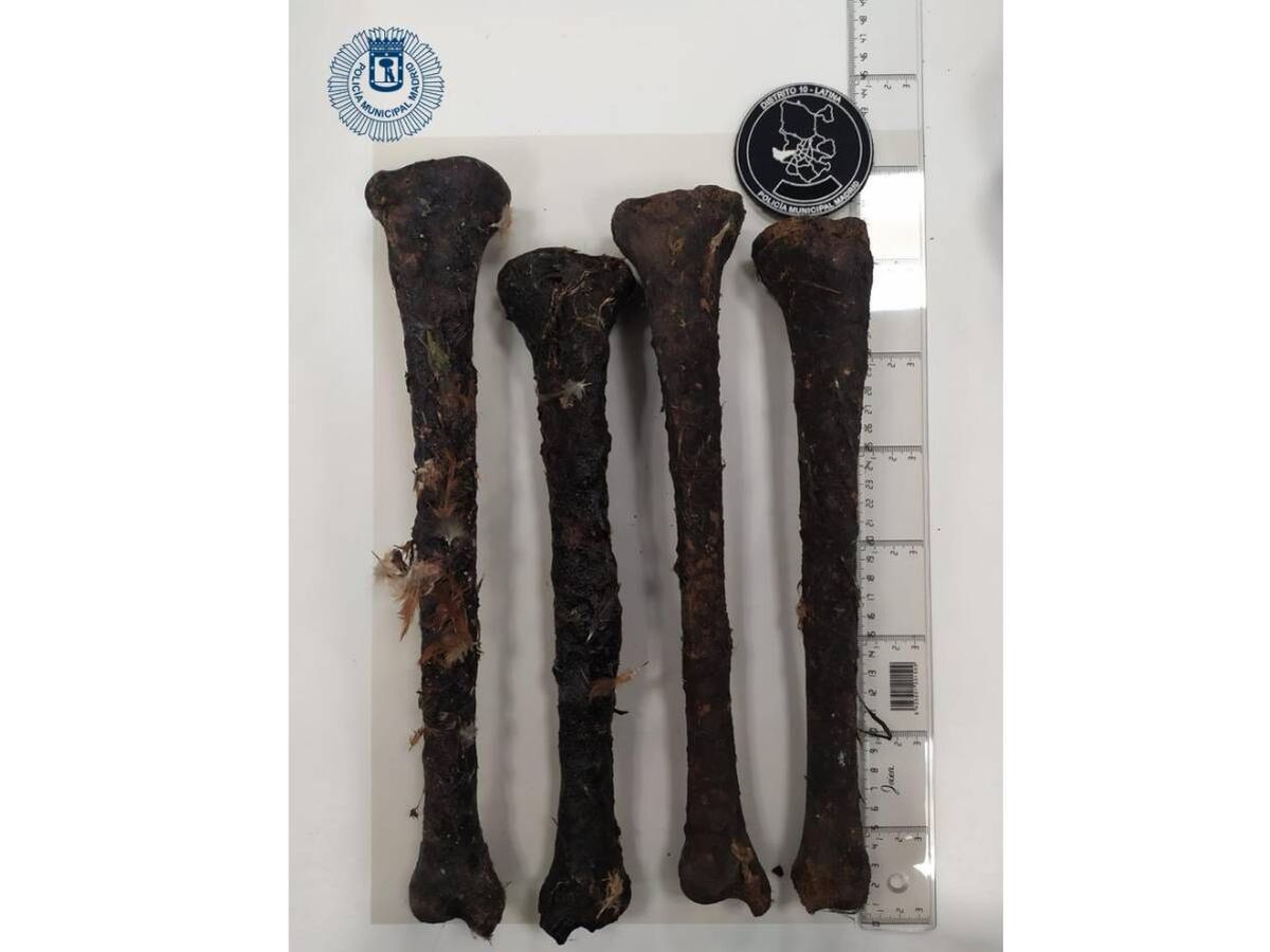 Foto: Los restos óseos están pendientes de informe técnico-pericial para determinar su naturaleza. (Policía Municipal Madrid)