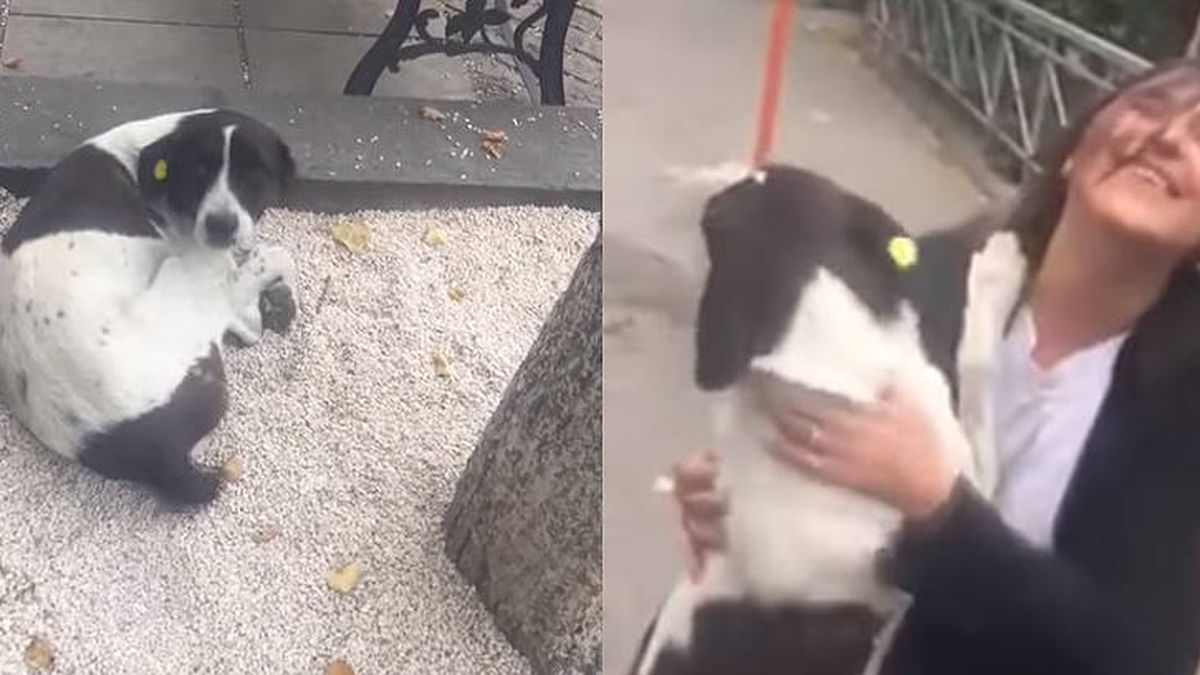 La reacción de un perro perdido durante 3 años al encontrar de nuevo a su familia