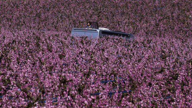 Foto de Los melocotoneros tiñen de rosa el campo de Lleida