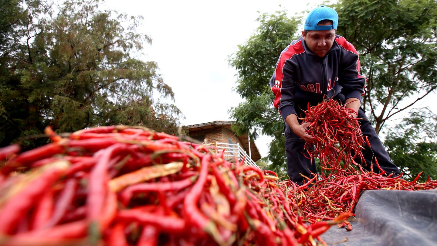 Cultivo de chiles. (EFE/Ulises Ruiz Basurto)