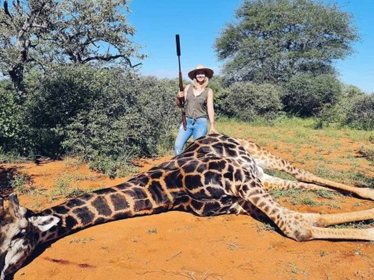 Foto: Entre los ejemplares, las autoridades encontraron 40 jirafas (Twitter)