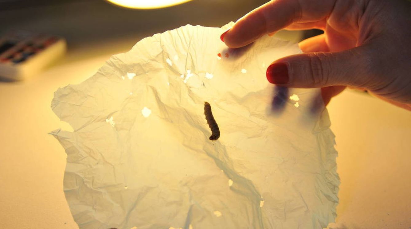 Un trozo de bolsa de plástico expuesto a la voracidad de 10 gusanos durante 30 minutos (Foto: CSIC)