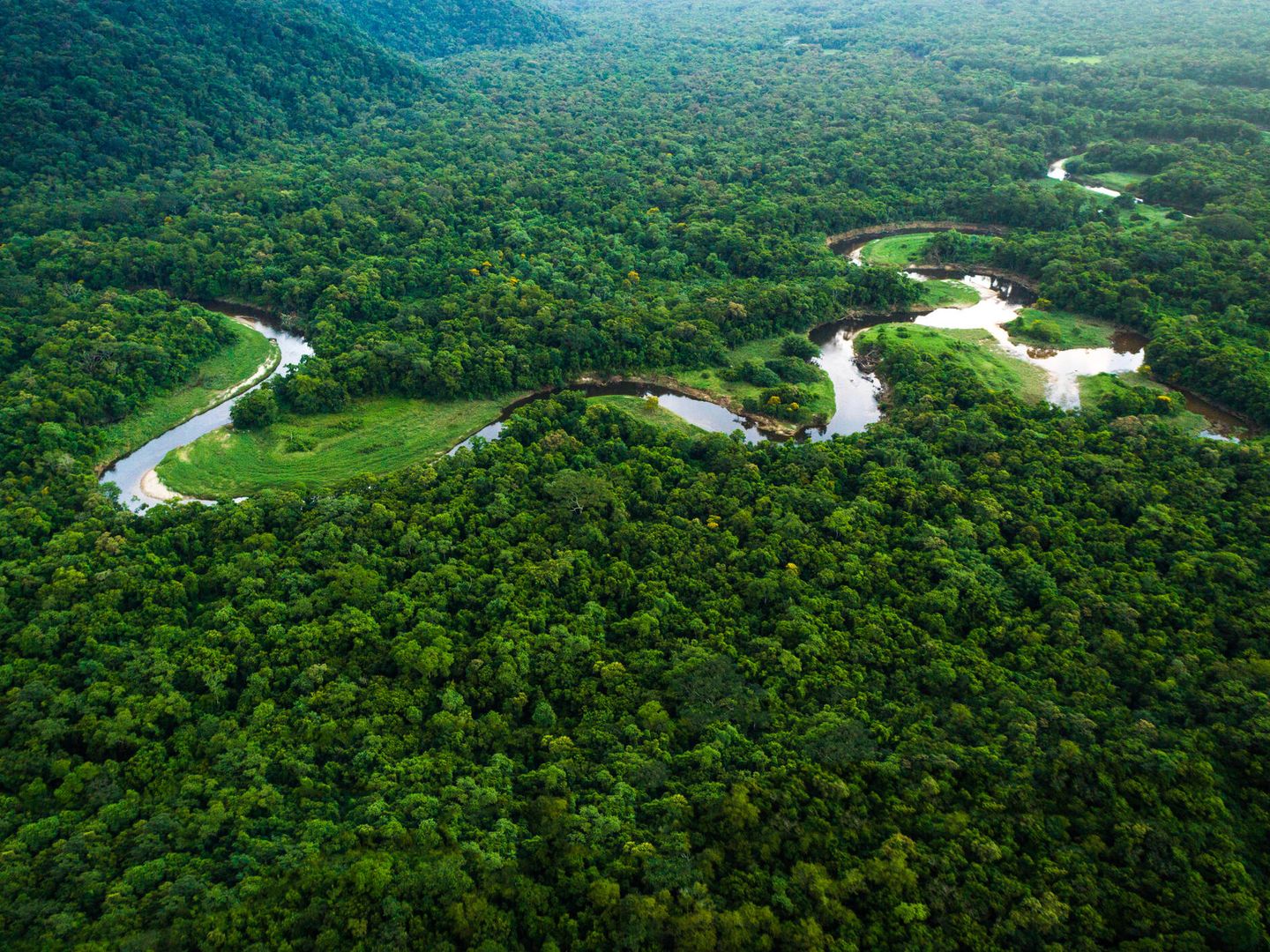 Bosque Atlántico, en Brasil, uno de los más ricos ecosistemas. (iStock)