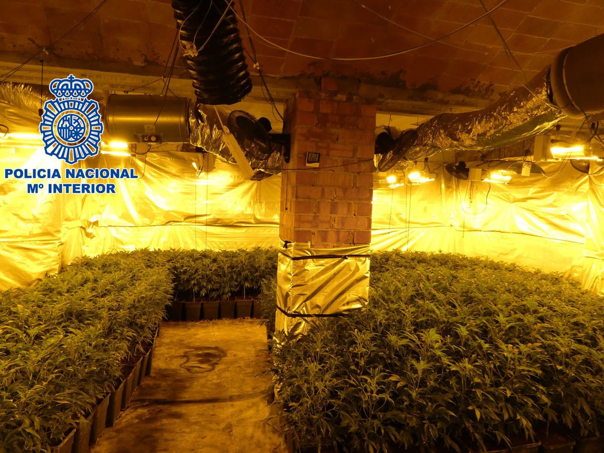 Foto: Una plantación de marihuana, en una imagen de archivo. (EFE/Policía Nacional)