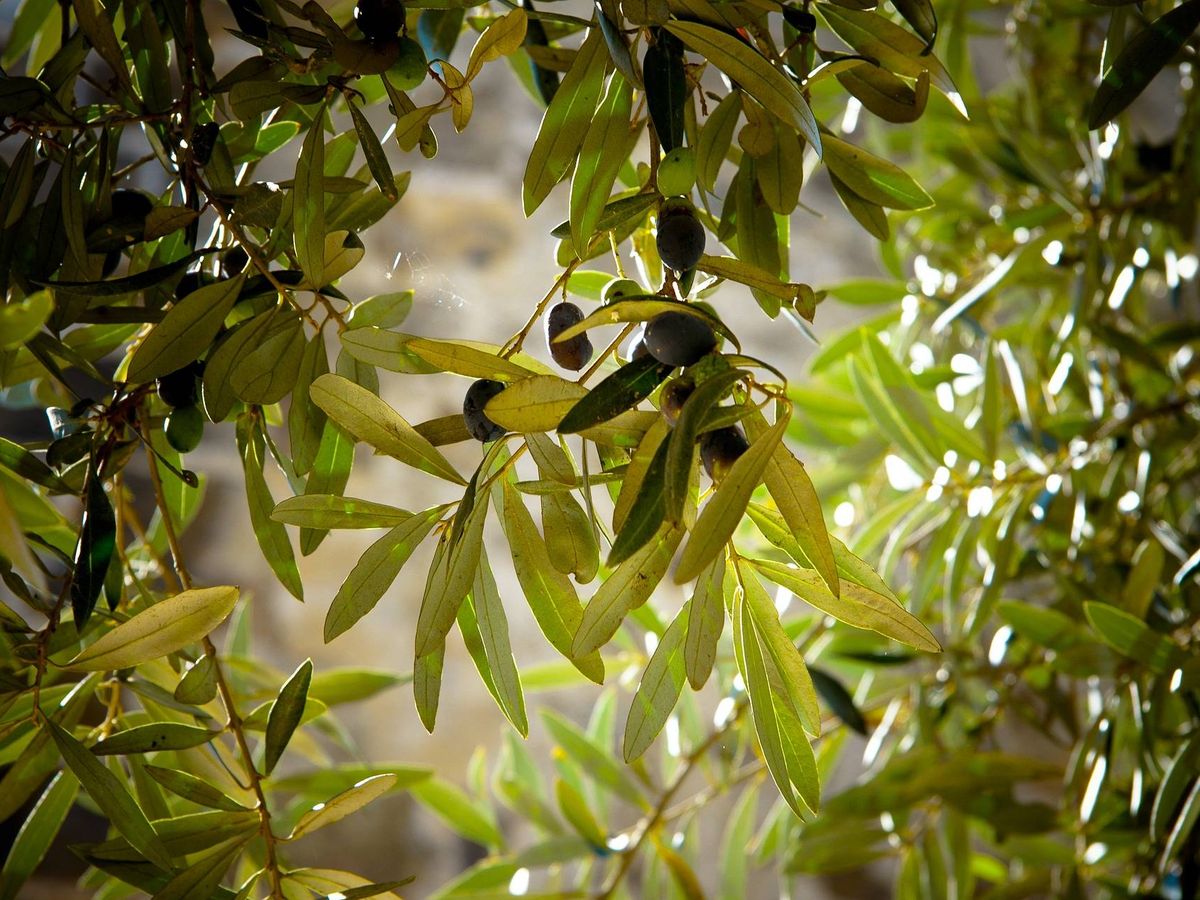 Foto: Aceitunas en un olivo. (Julie-Kolibrie / Pixabay)