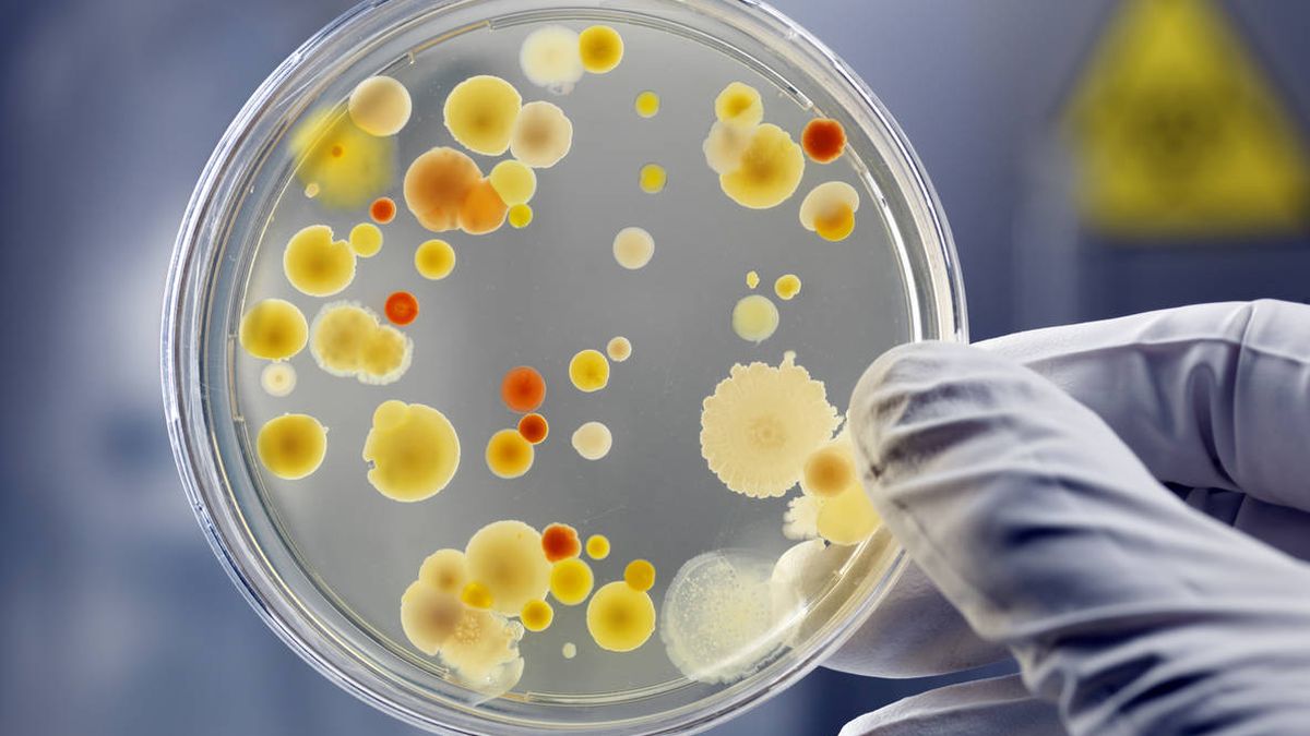 Hay buenas noticias para prevenir el covid y vienen de la microbiota