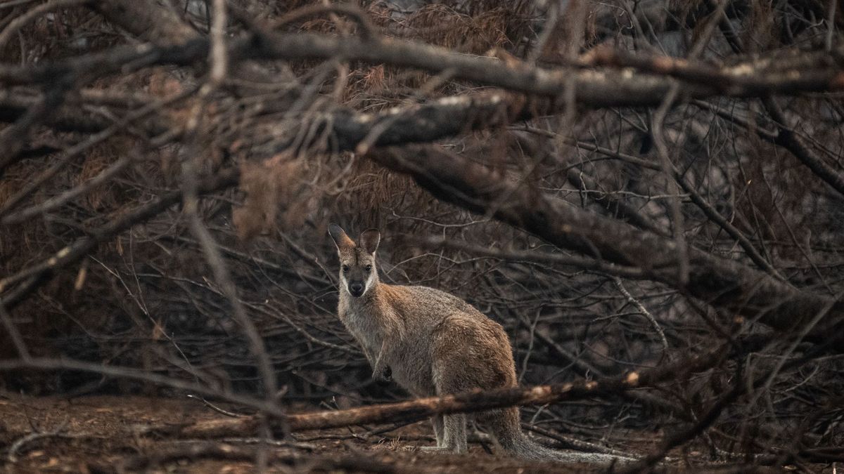 Apagados todos los incendios del estado australiano más golpeado por el fuego