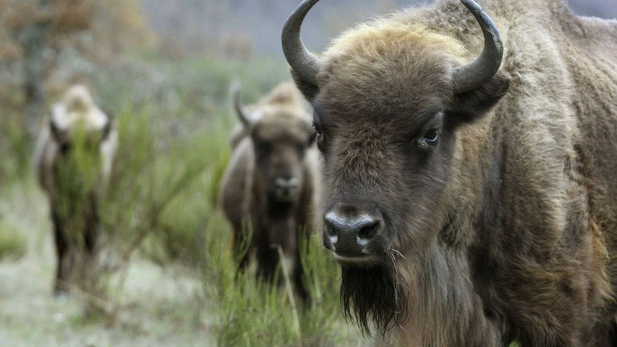 Cuando los cuernos unen: un bisonte ataca a un hombre y, tres meses después, a su novia