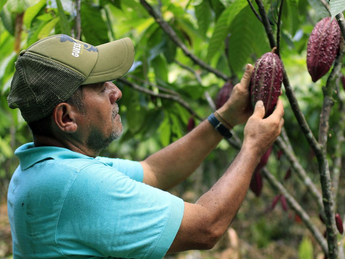 Foto: Campesino en una plantación de cacao. (EFE/Ricardo Maldonado)