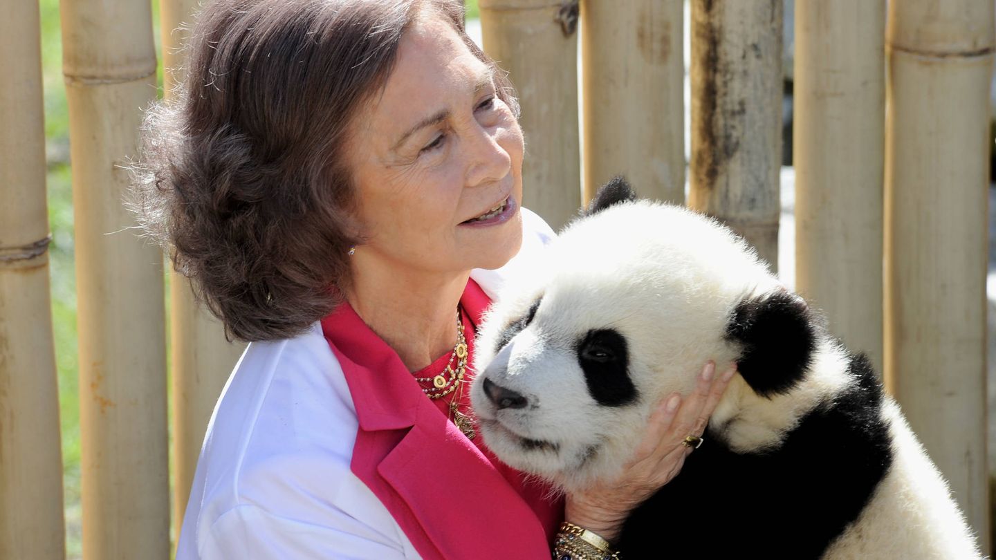 La reina Sofía, con uno de los osos panda del Zoo de Madrid. (Getty)