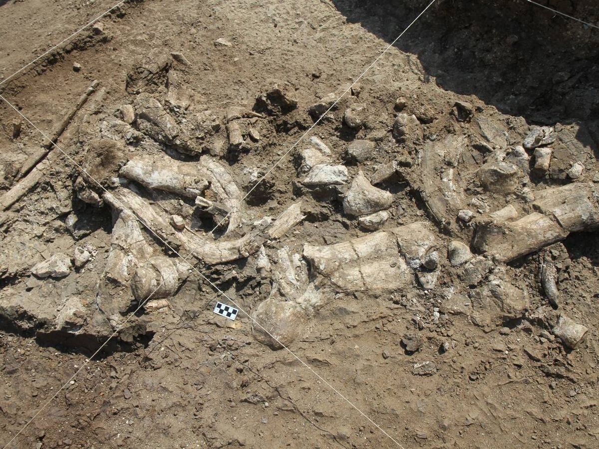 Foto: Restos de hipopótamo con marcas de herramientas. (T.W. Plummer, Homa Peninsula Paleoanthropology Project)