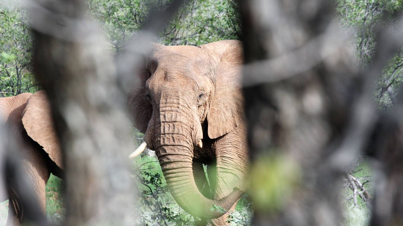 Foto: Una elefante hembra en Namibia. (J.B.)