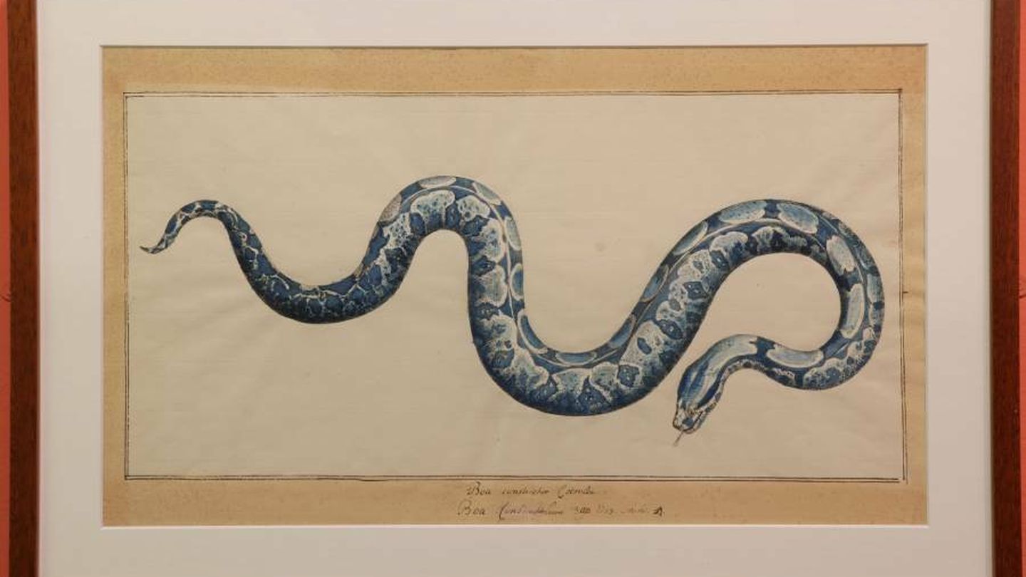 Estampa de una boa constrictora (Boa constrictor) del zoólogo neerlandés Albertus Seba (1665-1736). (Archivo del Museo)