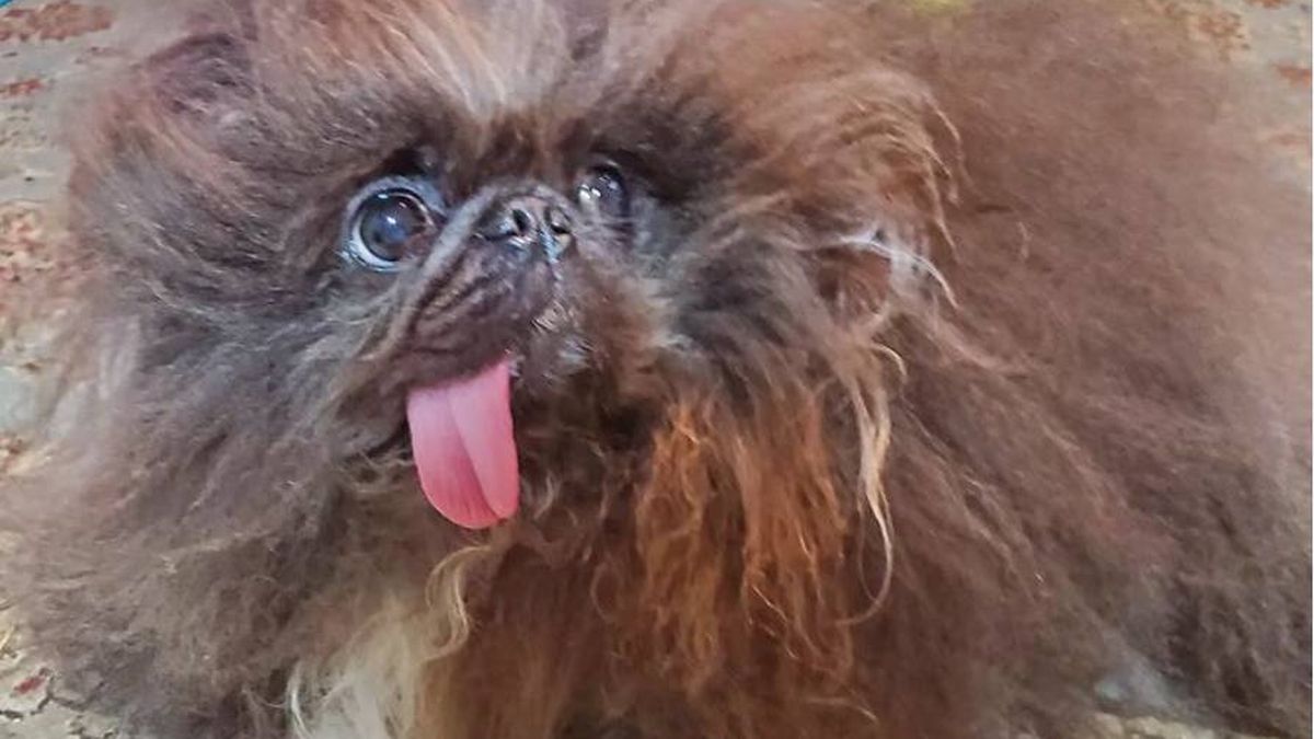 Este es el perro más feo del mundo (según un concurso): "Sobrevivió, pero con daños"