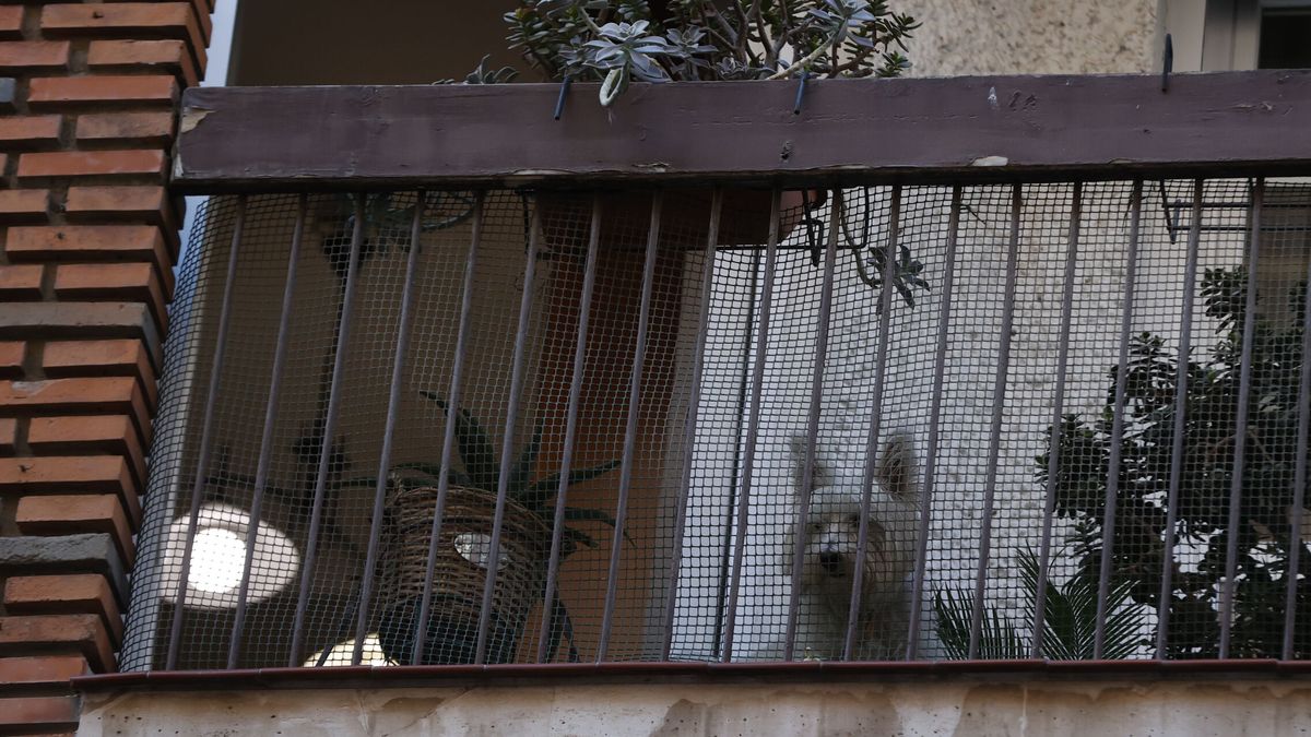 Primera multa de 500 euros por la Ley de Bienestar Animal tras dejar a un perro atado en la puerta de una farmacia