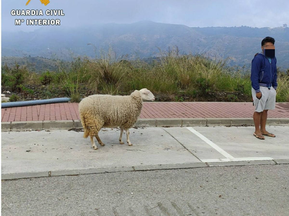 Foto: Un hombre pasea a una oveja en Marbella. (Guardia Civil)