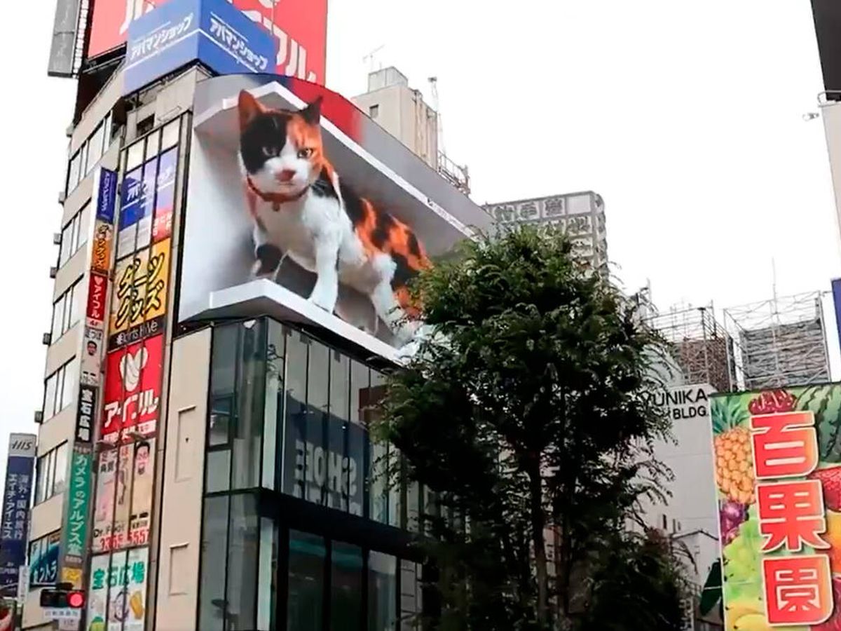 Foto: La pantalla en la que aparece el felino mide 155 metros cuadrados (Twitter) 