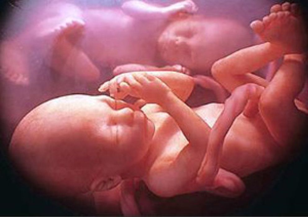 Foto: Científicos británicos crean un embrión con tres padres