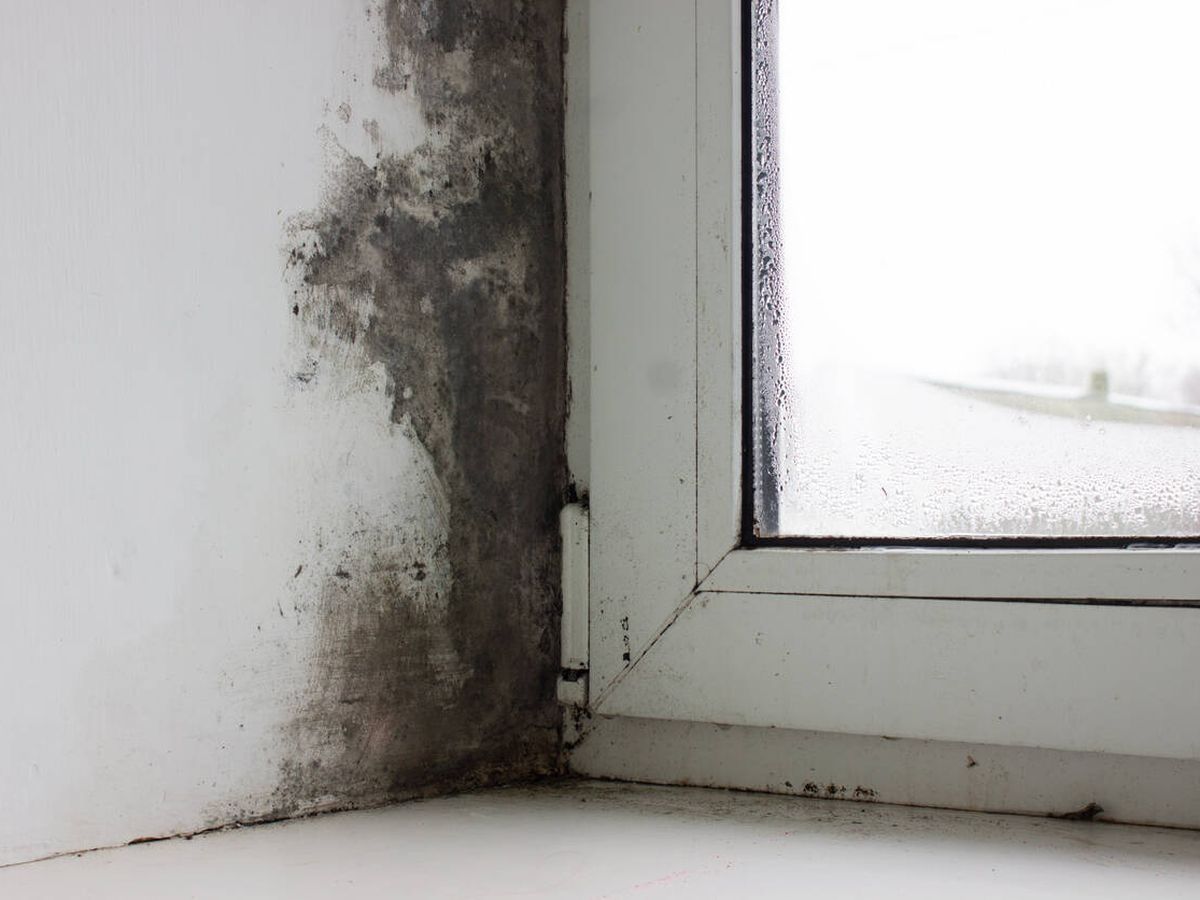Foto: Los mejores trucos para acabar con las humedades en casa. (iStock)
