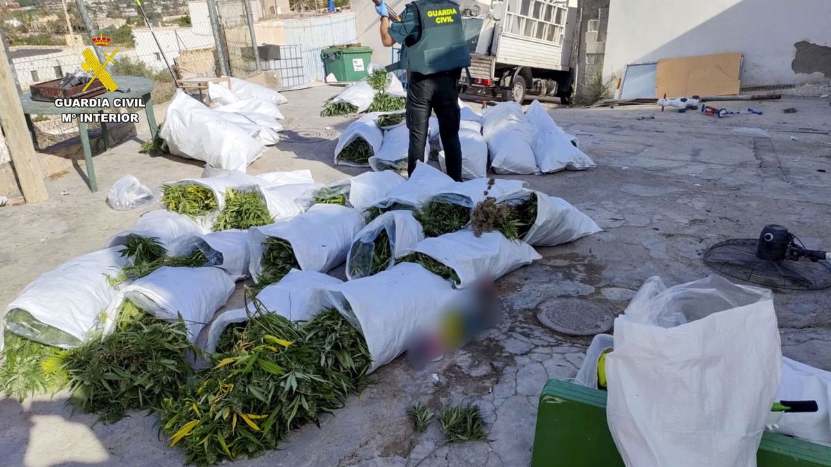 Dos detenidos y 2.500 plantas de marihuana intervenidas en Pechina (Almería)