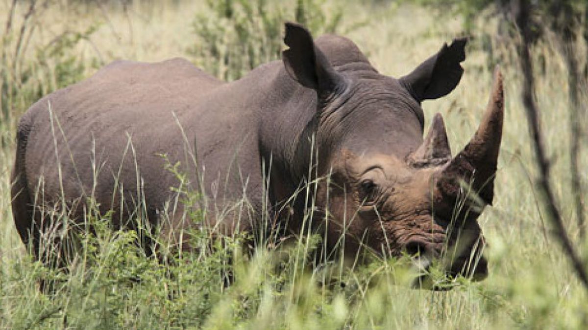 La caza furtiva fuerza a Sudáfrica a colocar GPS en sus rinocerontes