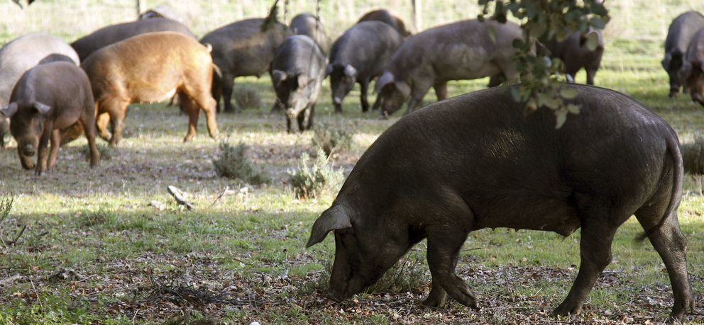 Cerdos ibéricos puros y cruzados en una finca de Salamanca. (Efe)