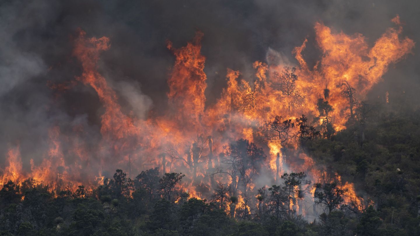 En un incendio forestal no solo arden paisajes (EFE/Miguel Sierra) 