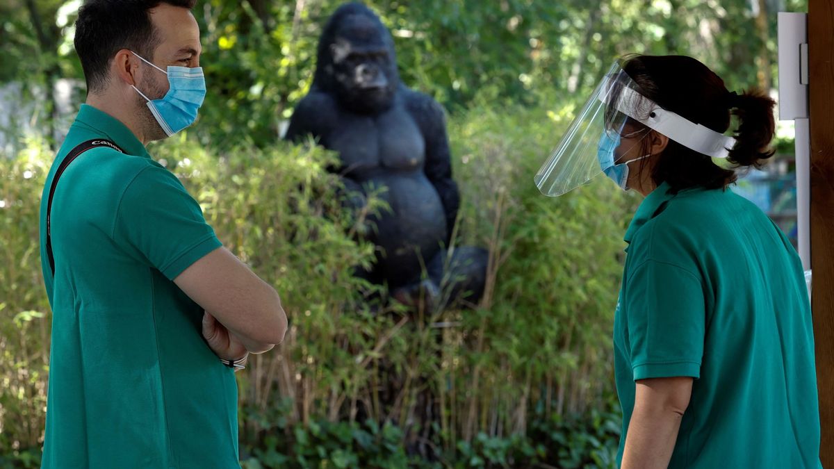Un gorila del Zoo de Madrid hiere de gravedad a su cuidadora 