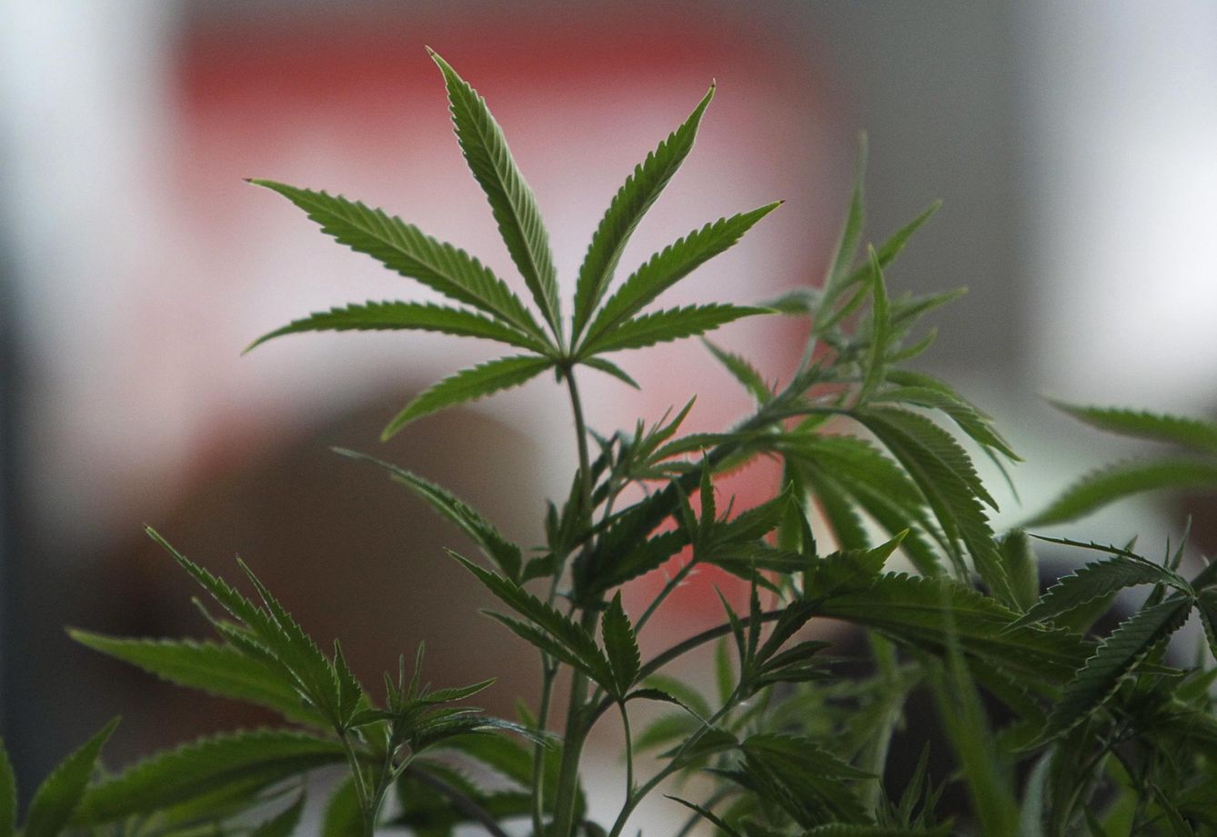 Una planta de cannabis. (Reuters)