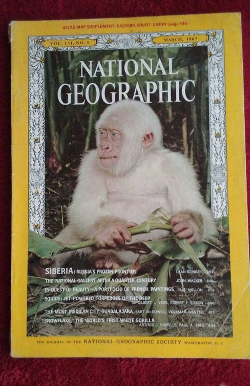 Portada del National Geographic sobre Copito de Nieve en 1967. (Todocolección)