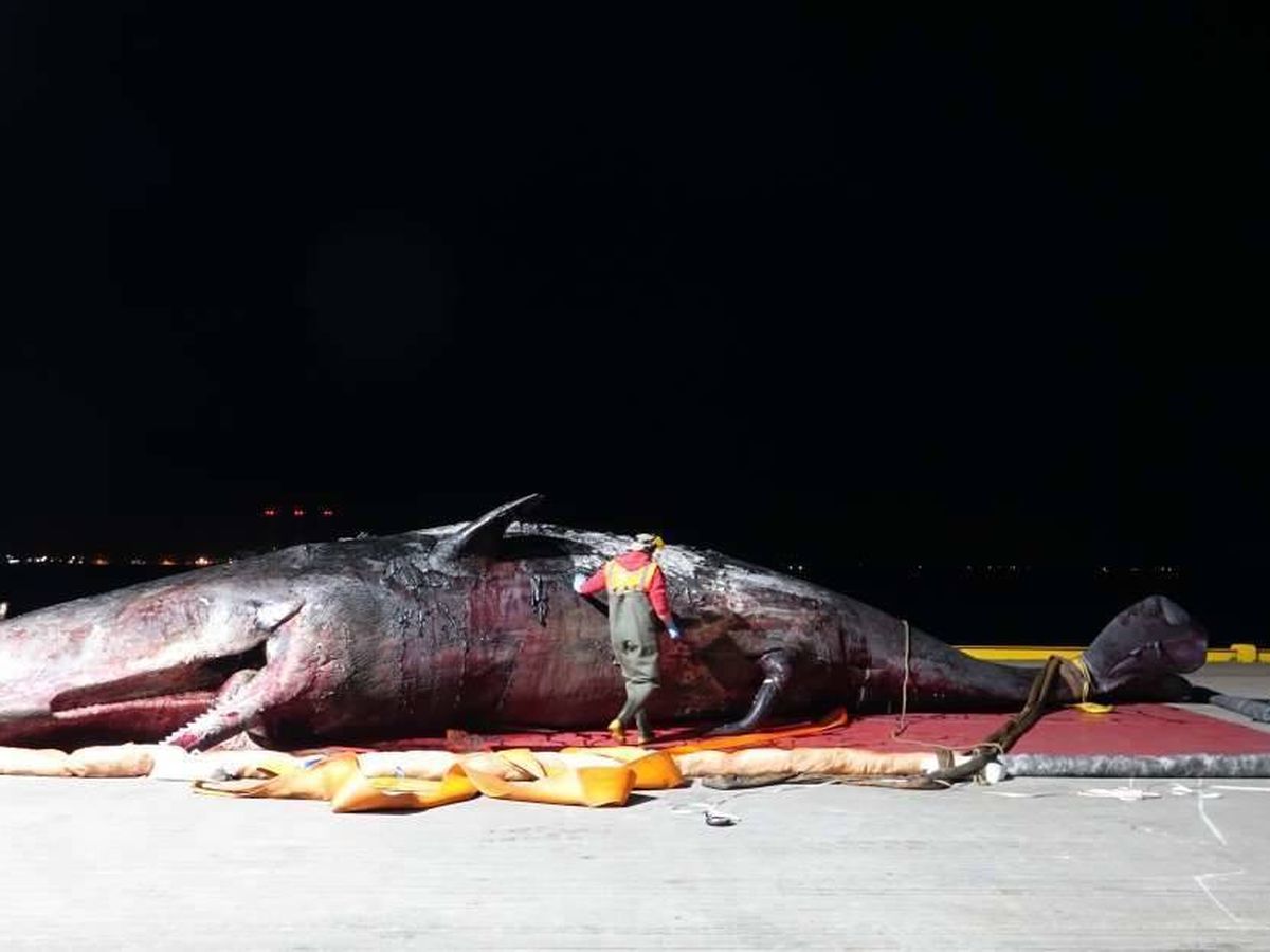 Foto: Imagen del impresionante cachalote que quedó atrapado en el Támesis. (ZSL)