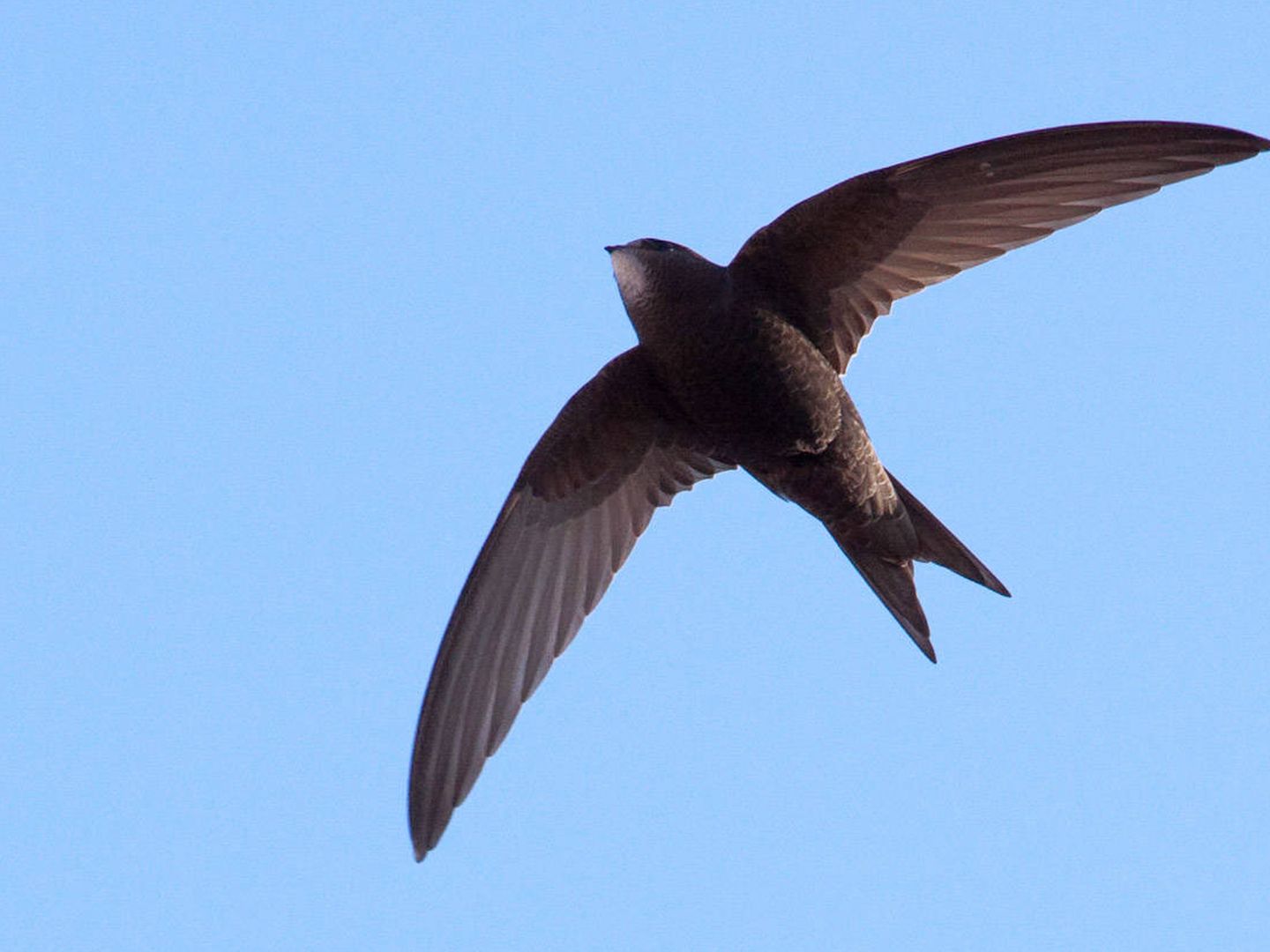 El vencejo es un ave que a menudo se confunde con las golondrinas, pero es más grande y tiene las alas más afiladas y la cola más corta.