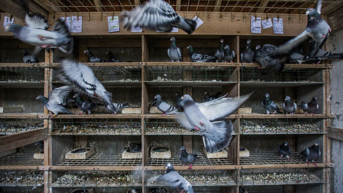 Cinco detenidos por robar 16 palomas de competición y huir con ellas en coche