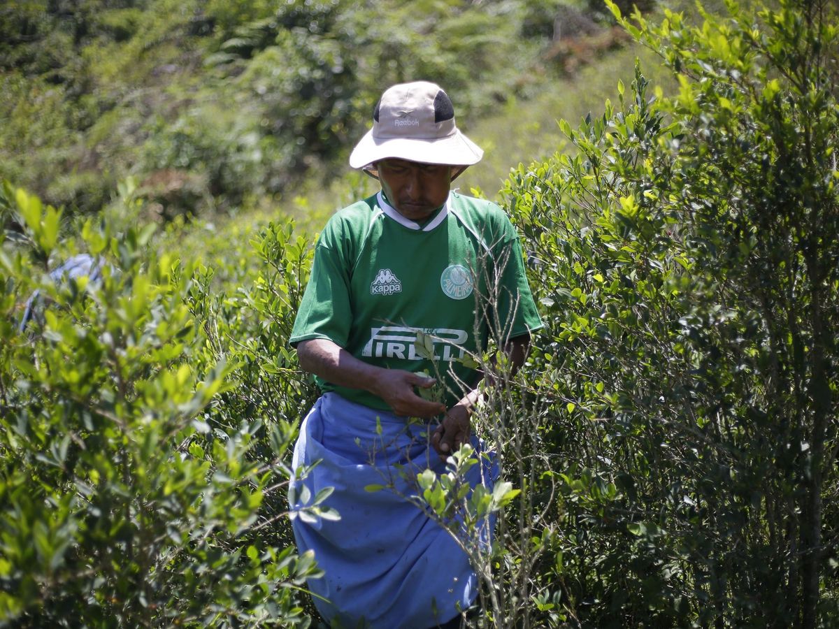 Foto: La región cocalera de los yungas siente un nuevo aire de libertad en bolivia