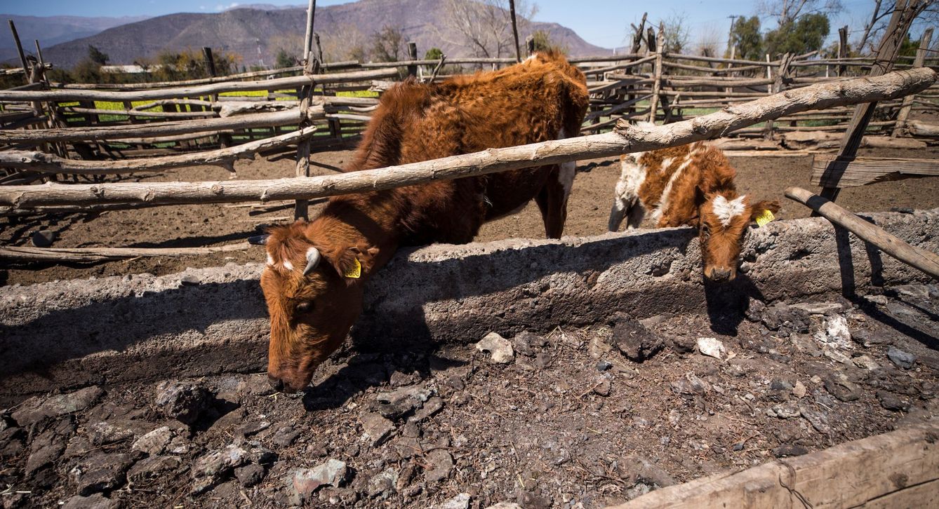 El ganado sufre las consecuencias del cambio climático en todo el mundo. (EFE/A. Valdés)