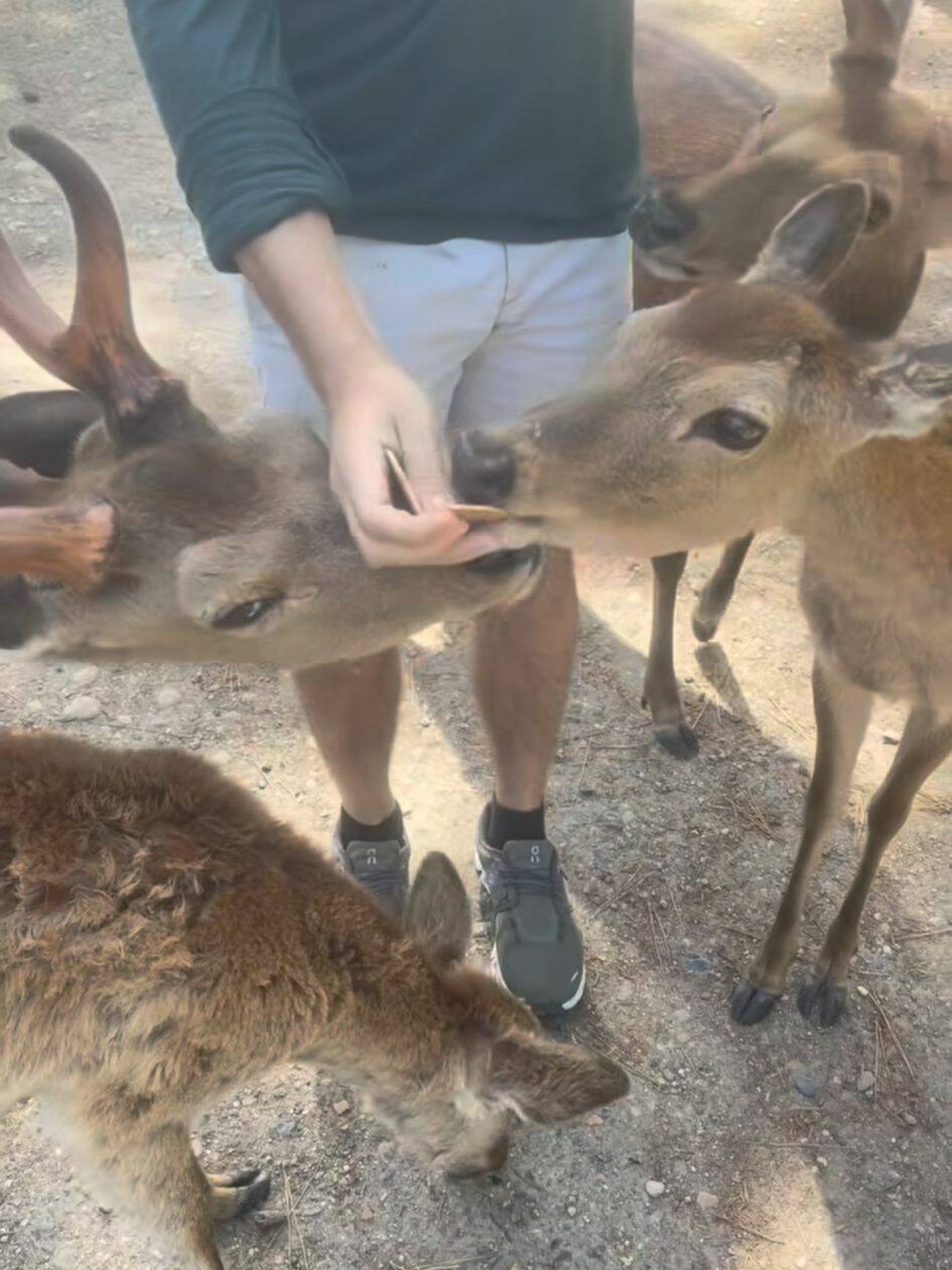 Alimentando a los ciervos de Nara. (@carmenballesterosbotin_)