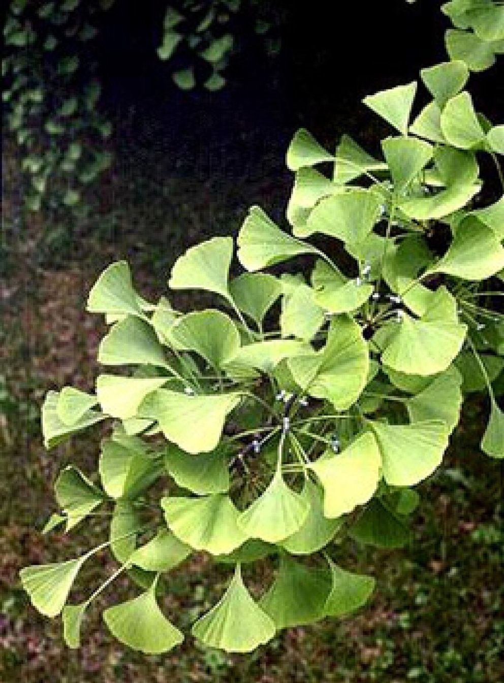 Foto: Una planta oriental ayuda a prevenir el Alzheimer