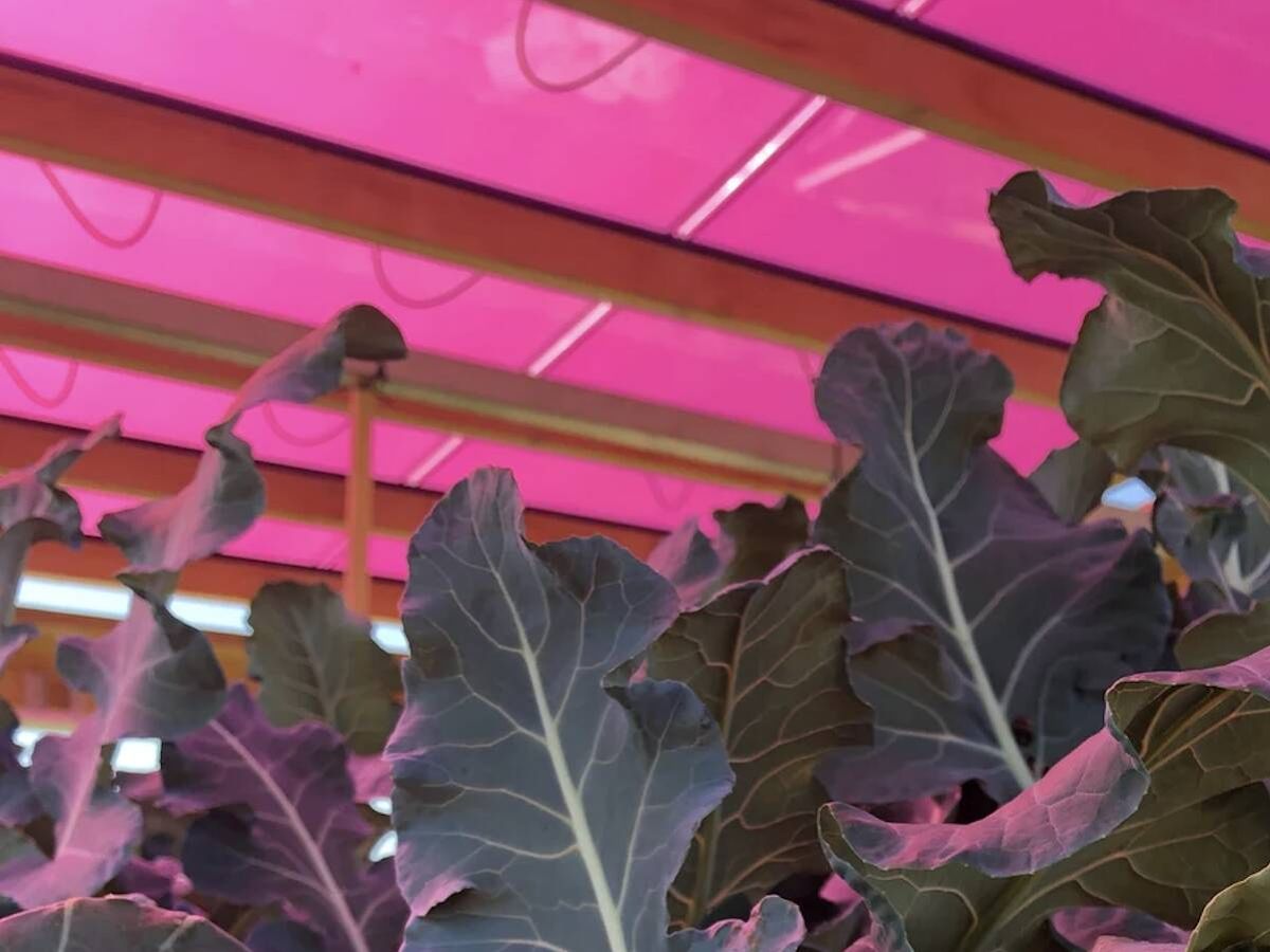 Pesquisadores suecos desenvolvem painéis solares magenta que permitem a produção de energia e agricultura simultâneas