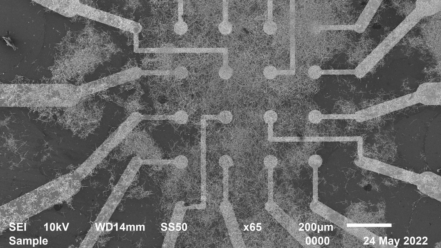 Imagen de la interacción del electrodo con la red neuronal de nanocables. (Universidad de Sydney)