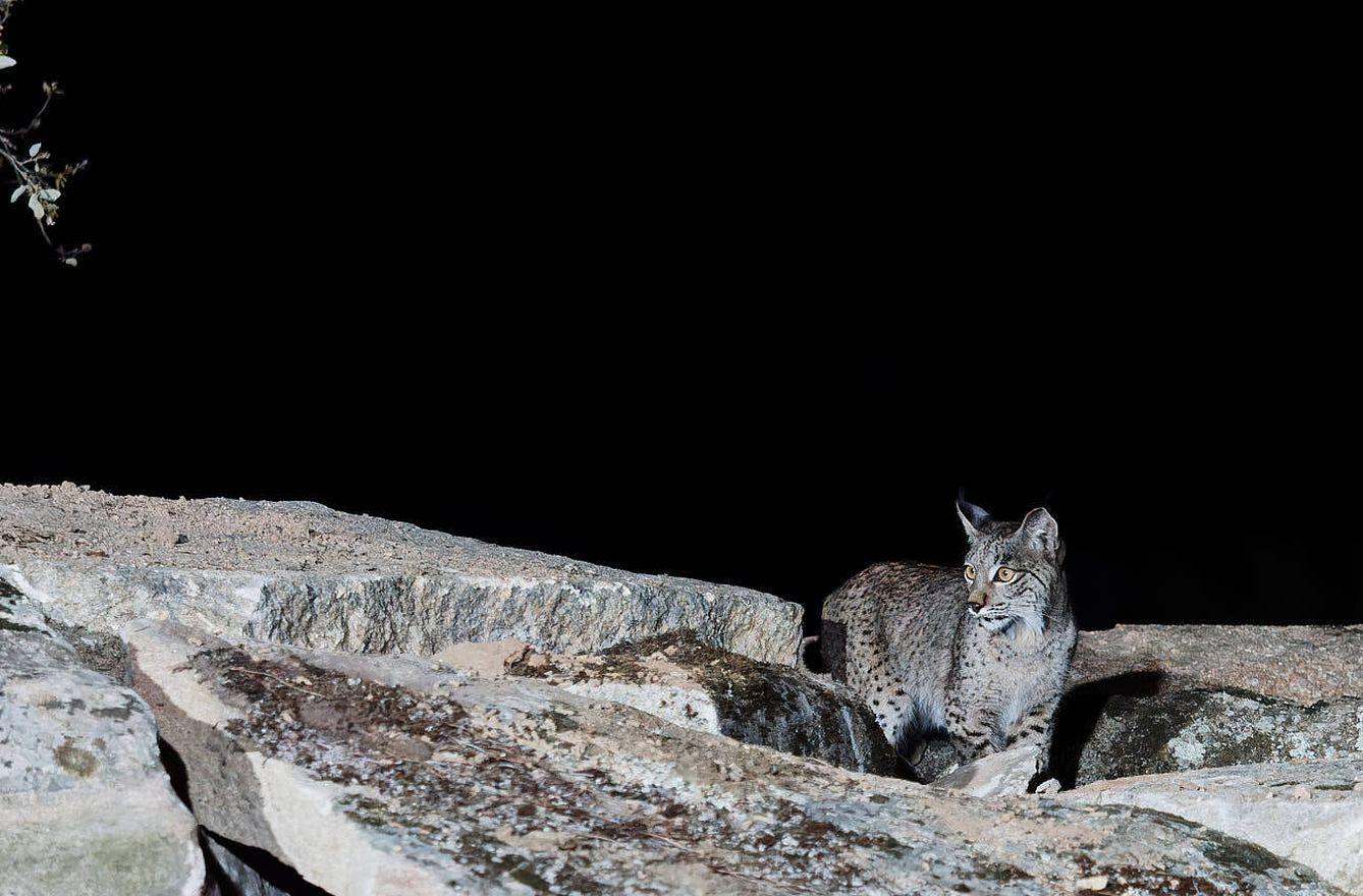 Un lince muy joven, persiguiendo al conejo que se esconde entre las piedras. (Javier Rubio)