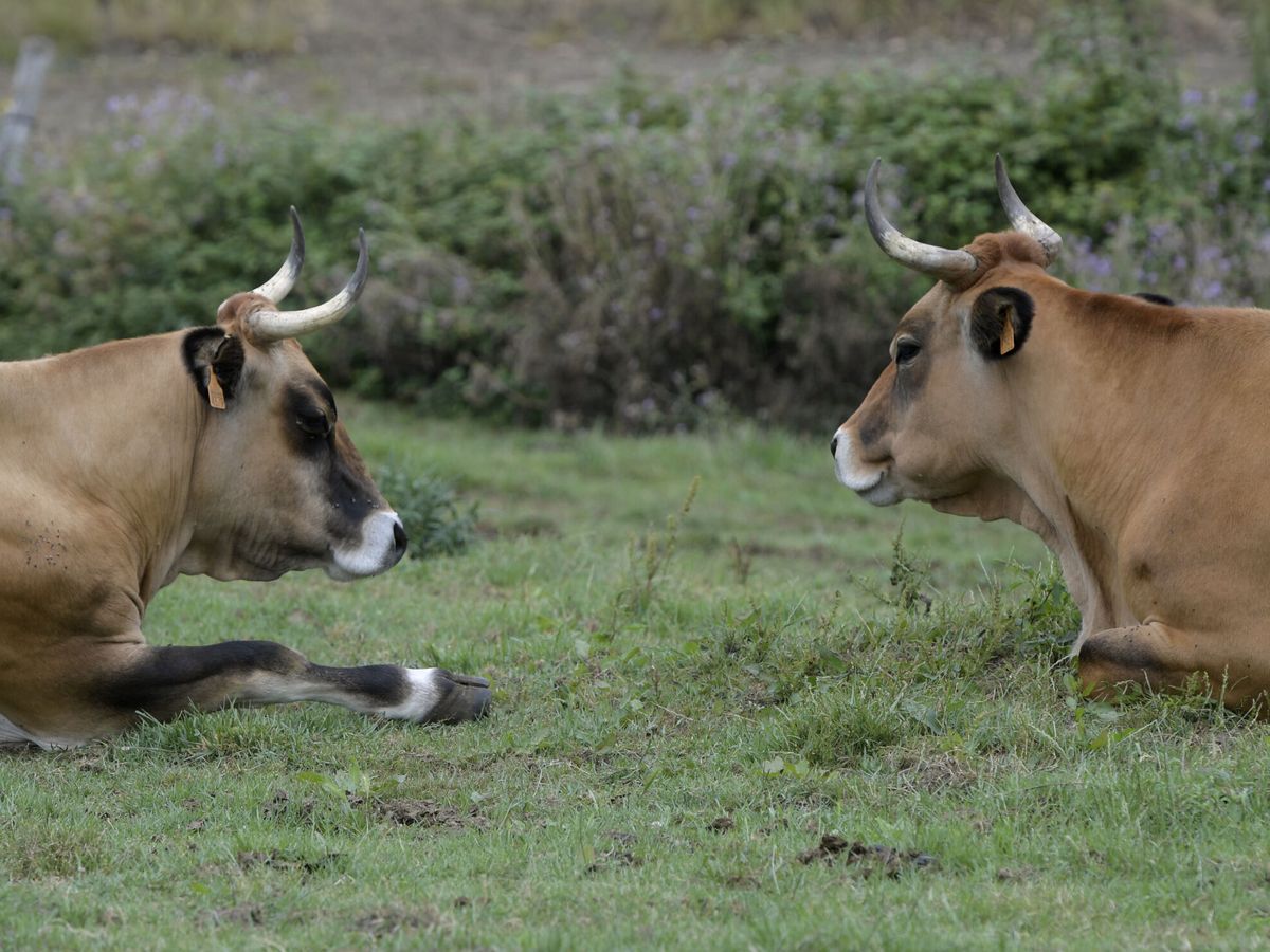 Foto:  Vacas. (EFE/Eloy Alonso)