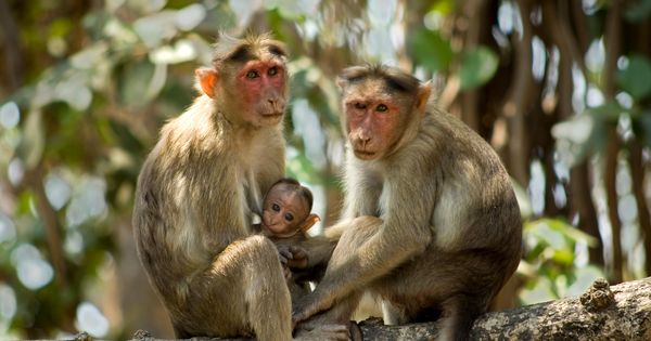 Foto: Tres ejemplares de mono Rhesus como los que se han usado en el experimento (Foto: Corbis)